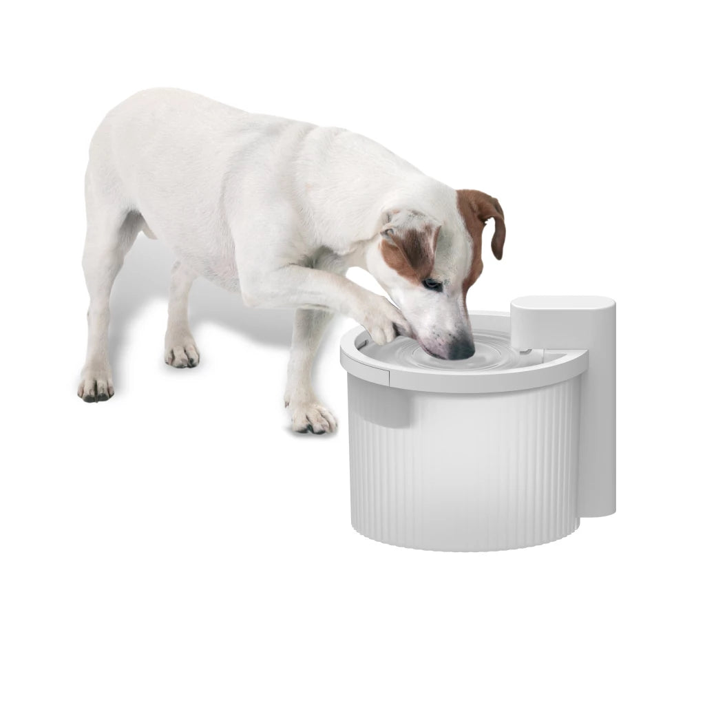 All For Paws | AFP Wireless Fountain