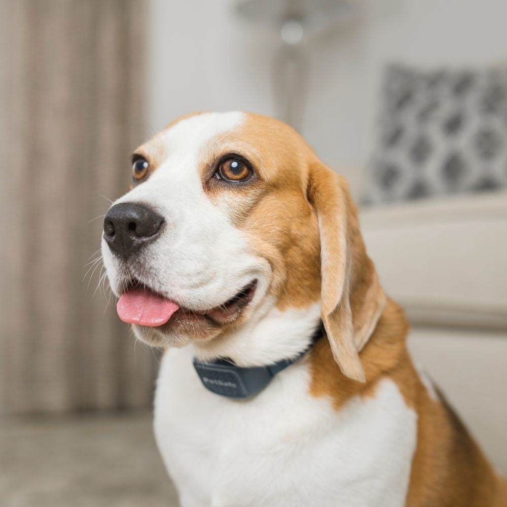 PetSafe® Audible Bark Collar