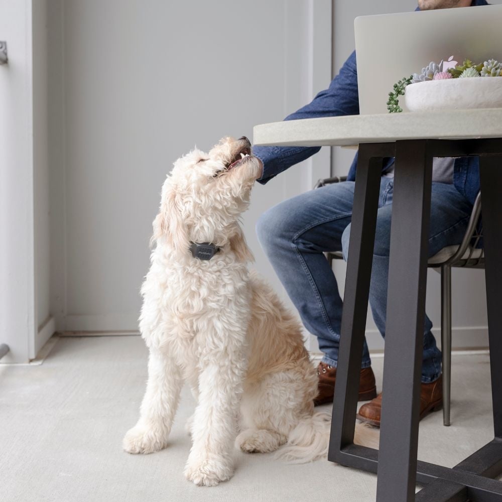 PetSafe® Audible Bark Collar