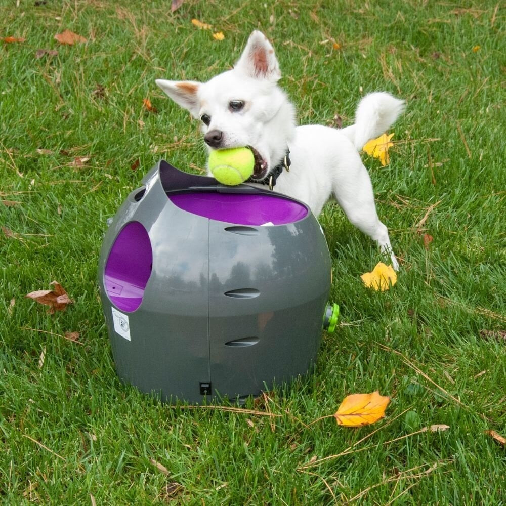 PetSafe - Automatic Ball Launcher