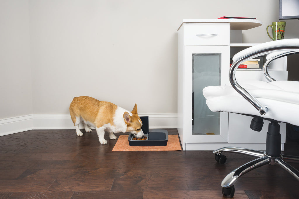 Petsafe® Digital Two Meal Pet Feeder