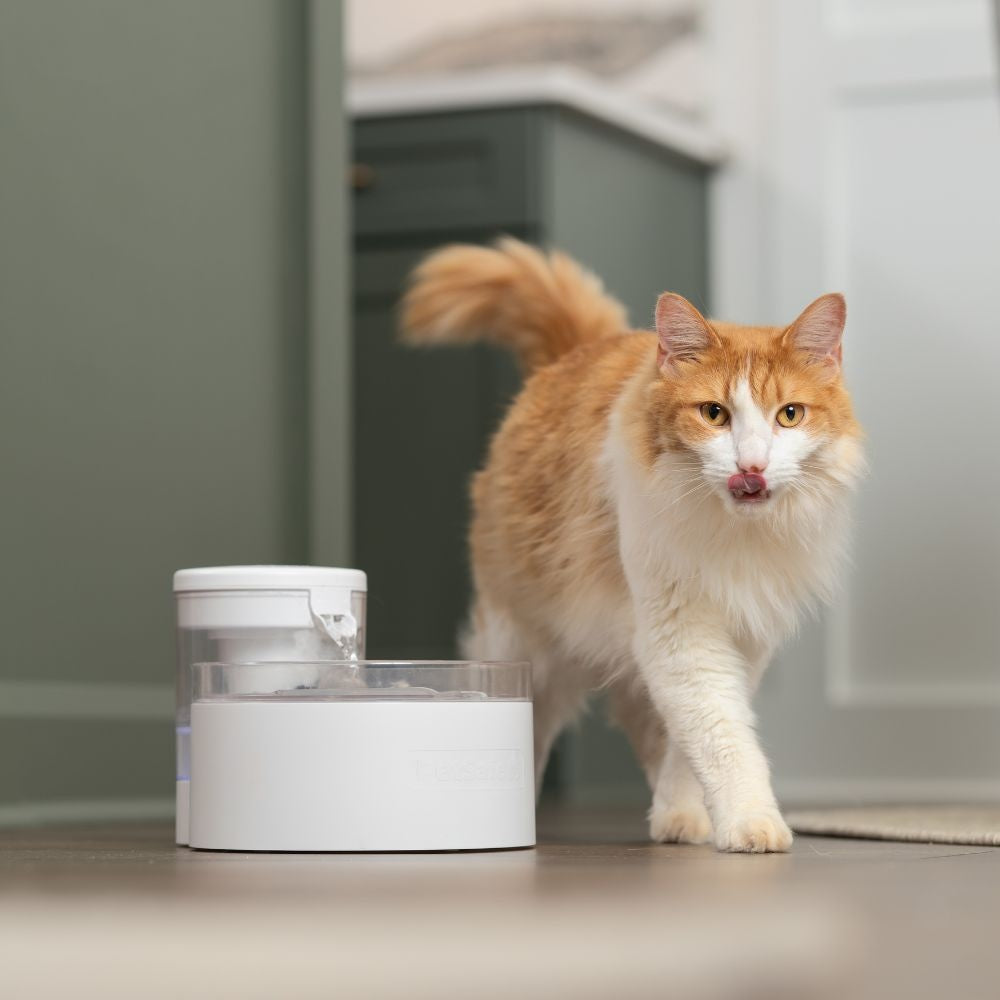 PetSafe Outlast™ 1.7 L Pumpless Pet Fountain