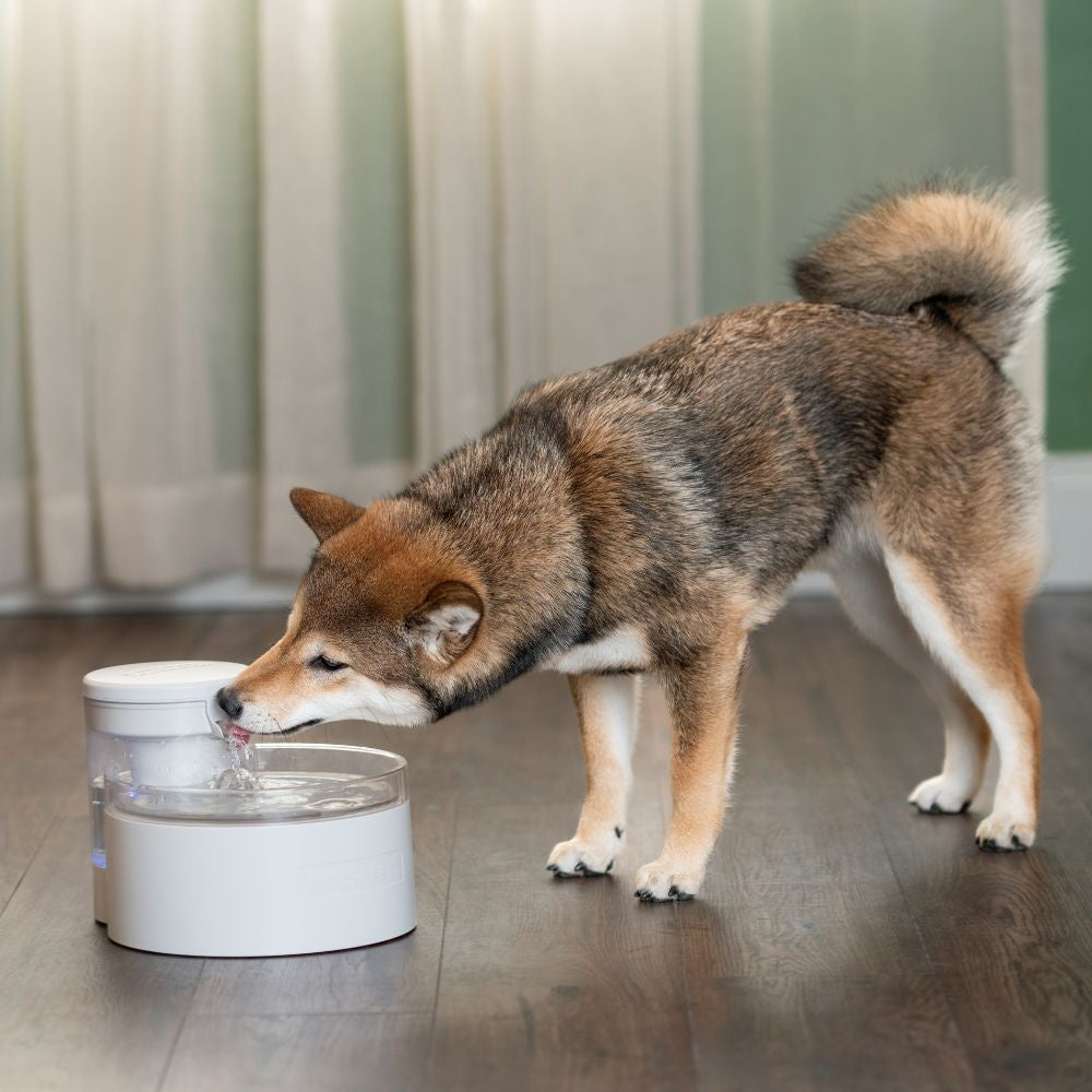 PetSafe Outlast™ 1.7 L Pumpless Pet Fountain
